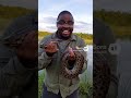 catching animals - False Water Cobra