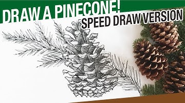Speed Draw Version - How To Draw A Pinecone & Pine Tree Branch (Winter)