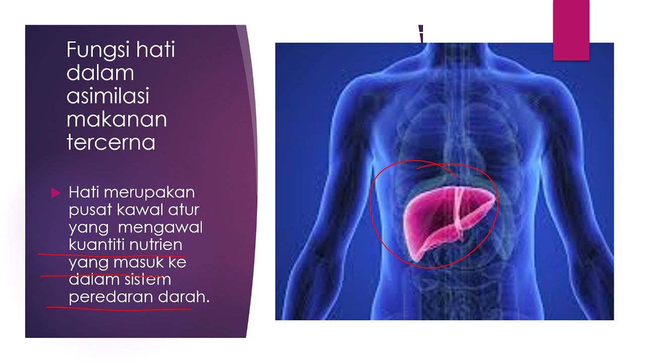 BIOLOGI TINGKATAN  4 : 9.4 ASIMILASI