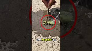 What Came Out Of This Insect Shocked Everyone 🤯 #shorts #nature #viral