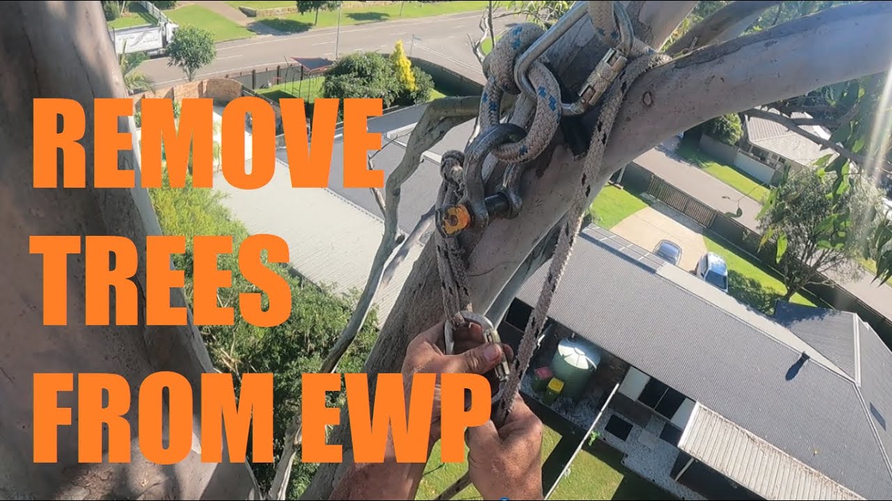 Kiwi Tree Lopping removes trees from EWP in Oxenford, Gold Coast