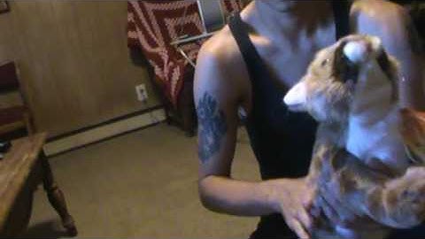 Folkmanis mountain lion cub