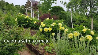 Cvjetna šetnja u maju / Pogledajmo zajedno šta trenutno cvjeta u mojoj Cvjetnoj oazi