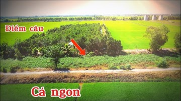 Câu cá bình phong thạnh mùa này ra sao ? Đụng hàng hiếm mà lại...!