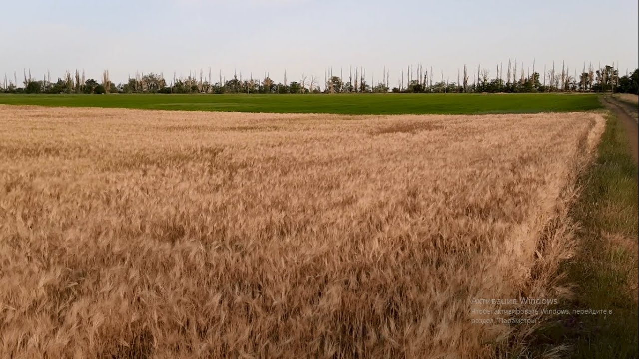 Сенокос в Крыму. Сильная поля лихганди. Как понять когда ечьмень косить на сена. Забитые поля теслами старыми.