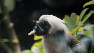 Cooldown with this compilation of COTTON TOPPED TAMARINS by Cooldown Compilation 66 views 3 months ago 2 minutes, 9 seconds