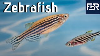 Three Human Diseases That Zebrafish Have Helped Treat (2019)