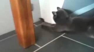 Cat & Mouse.mpeg