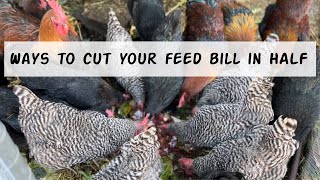 How we SAVE Money on our Chicken Feed $$$