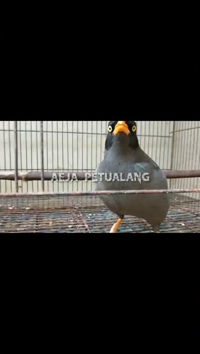BURUNG JALAK KEBO BISA NGOMONG BISA BATUK DAN UCAP SALAM