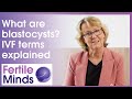 What Are Blastocysts? IVF Terms Explained - Fertile Minds