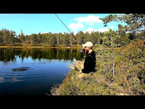 Video: Funksjoner Ved Fangst Av Abbor