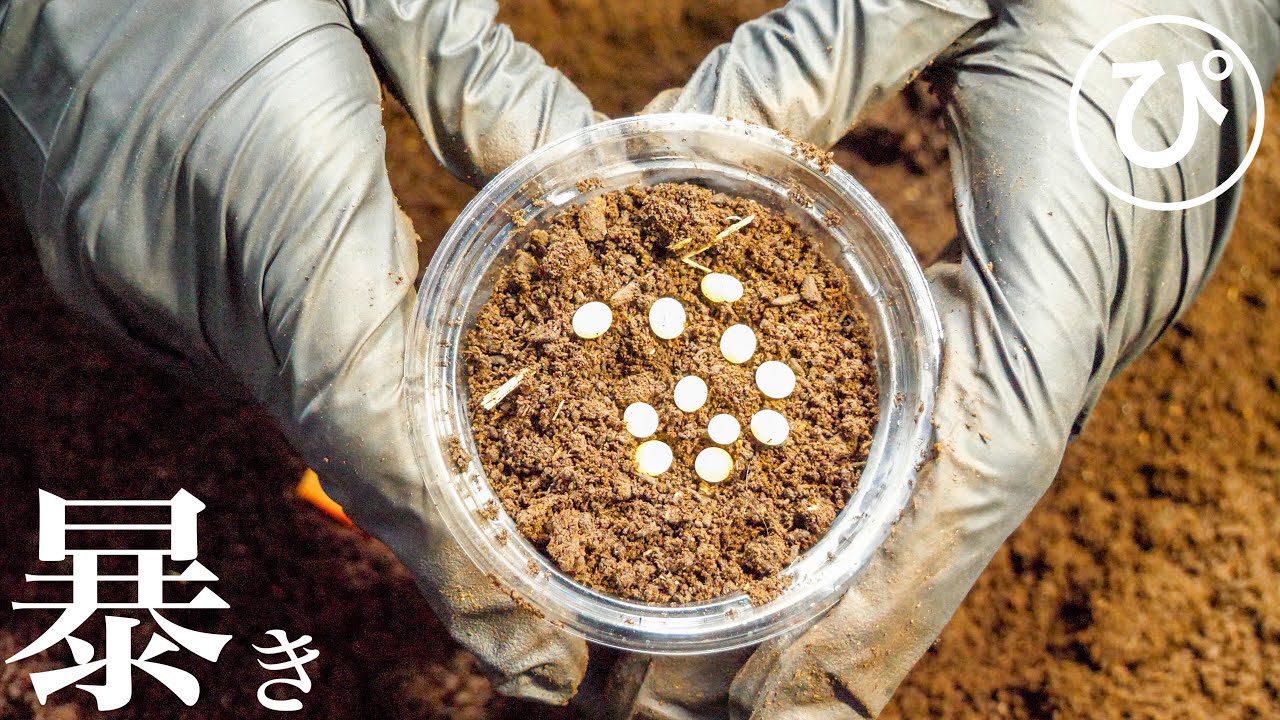 サタンオオカブトの産卵セットを暴きます！