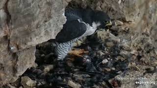 240325 Great Spirit Bluff Peregrine Falcon Eat (explore.org 2003)