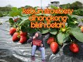 memetik strawberry segar dihongkong ||kebun strawberry fanling hongkong