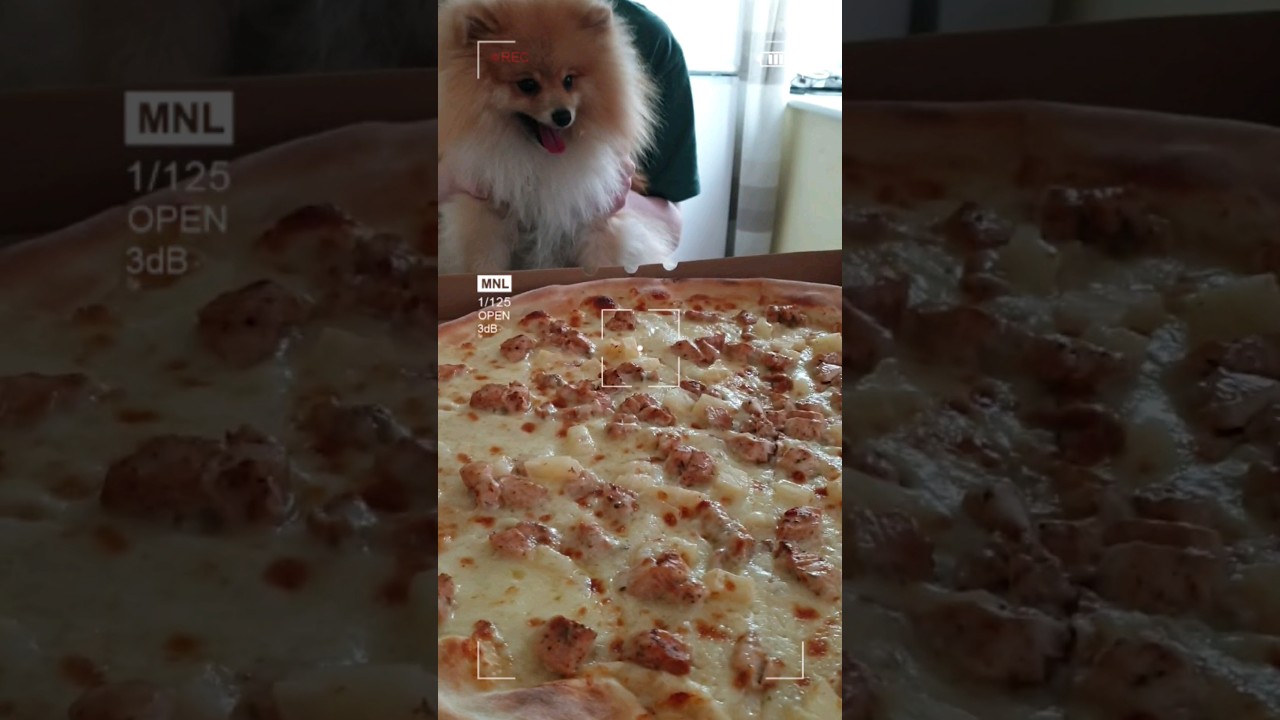 шпиц заказал огромную пиццу/Spitz ordered a big Pizza 