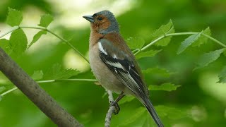 Пение зяблика. Голоса птиц. Common chaffinch song. AllVideo.