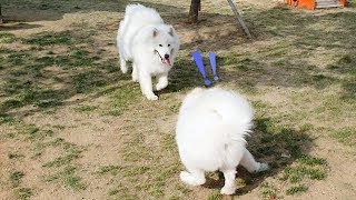 Little samoyed met a big samoyed for the first time!!