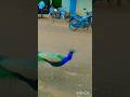 Birds lover youtube yshorts bhakti sushanta ganguly in the reel peacock