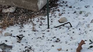 Feeding Birds - Black-Capped Chickadees