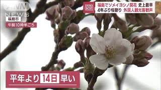 桜前線北上　福島でソメイヨシノ開花　4年ぶり桜祭りに外国人観光客も歓喜(2023年3月24日)