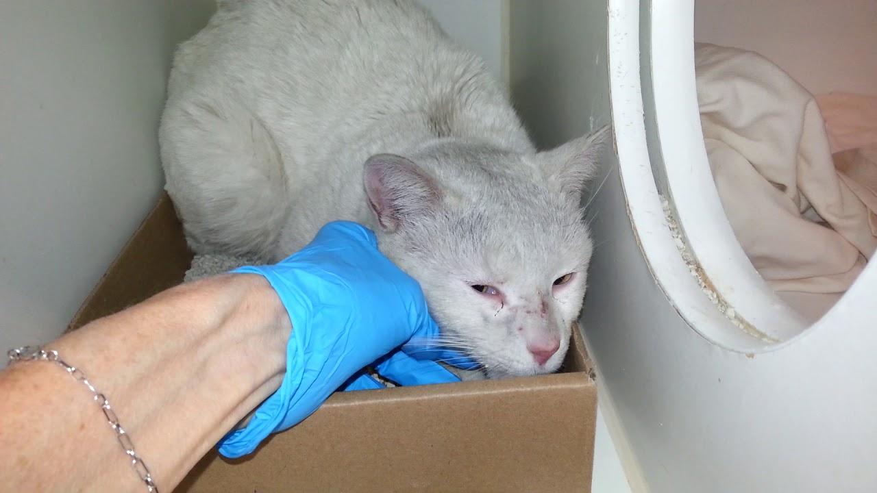 adopt cats long island Mr Kitty 56565 -/NYCACC/ Darling white Special Needs cutie needs TLC