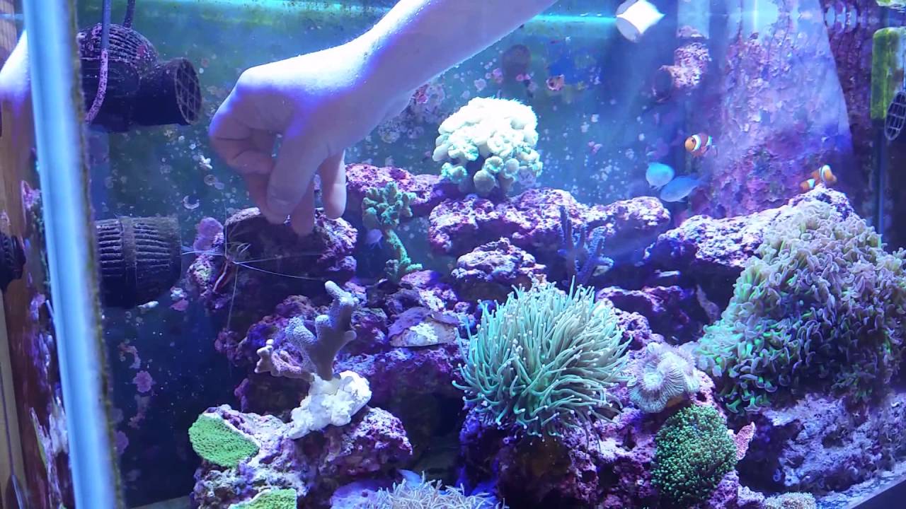 Lysmata Amboinensis mangia dalle mani