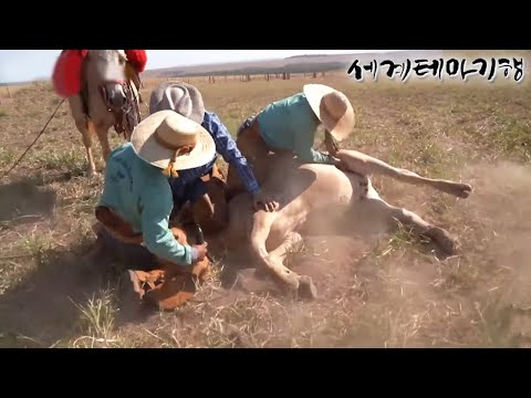 세계테마기행 - <strong>적도의</strong> <strong>꽃</strong>- 따봉! 맛있는 브라질_#003