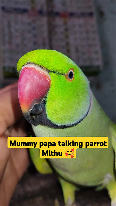 mithu talking mummy papa 🥰🦜