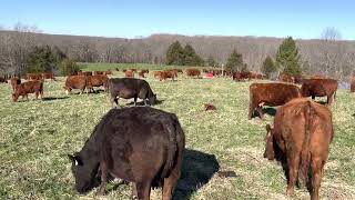 Greg shares tips on calving while moving cows twice per day.
