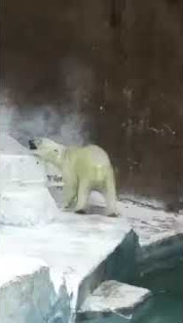 萌蠢萌蠢的大白熊