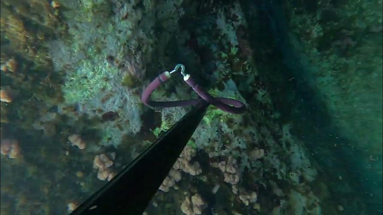 orata da 2,5 kg YouTube