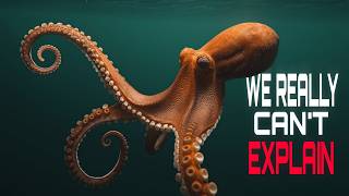 Nothing About Octopus Is Normal… Here’s Why
