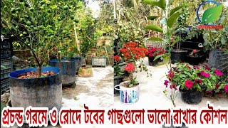 প্রচন্ড গরম ও রোদে টবের গাছগুলো ভালো রাখার কৌশল । Caring for plants in rooftop gardens