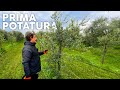 POTATURA OLIVO 3/4 anni appena PIANTATO