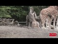 Girafungen opdager verden udenfor | Copenhagen Zoo