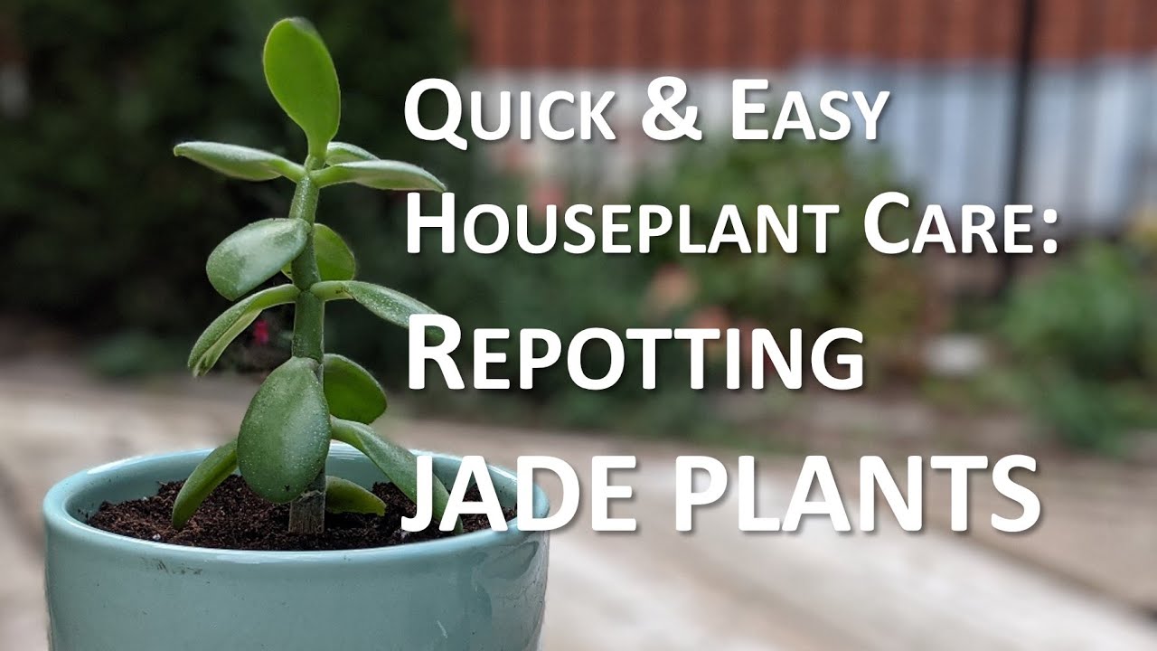 Repotting Young Jade Plants Quick & Easy Houseplants YouTube