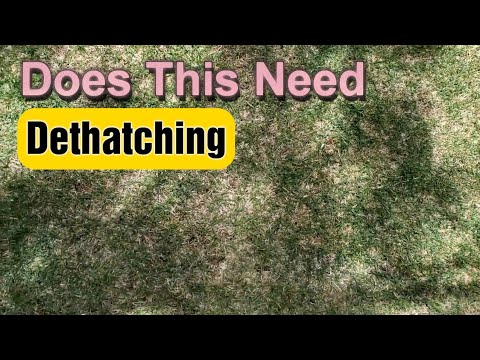 How To Know If Your Lawn Needs Dethatching