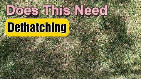How To Know If Your Lawn Needs Dethatching