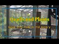 Quails and plants in the aviary  walk and talk