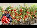 Simple tips to keep tomatoes bearing fruit nonstop harvesting yearround