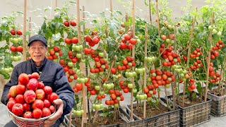 Simple Tips To Keep Tomatoes Bearing Fruit NonStop, Harvesting YearRound