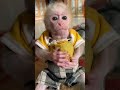お猿さん可愛すぎる🐵🐒 #monkey #monkeymonkey #monkeybaby #cute #monkeyboy #monkeysmile #babymonkey #ペット #jp