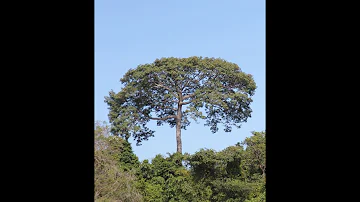 Quais características podem ser usadas para identificar uma árvore?