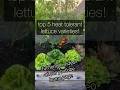🥬top 5 heat tolerant lettuce varieties -trial results- you can grow #lettuce in hot temperatures☀️