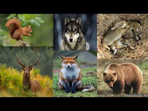 საარსებო გარემო 1