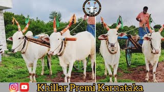 Siddaram Hattalli Khillar Oxs || ಸಿದ್ದರಾಮ ಹತ್ತಳ್ಳಿ ಅವರ ಖಿಲ್ಲಾರ ಜಾತಿಯ ಜೋಡಿ ಎತ್ತುಗಳು ✌️💞💥💪