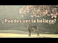 ¿PUEDES VER LA BELLEZA? - Eckhart Tolle