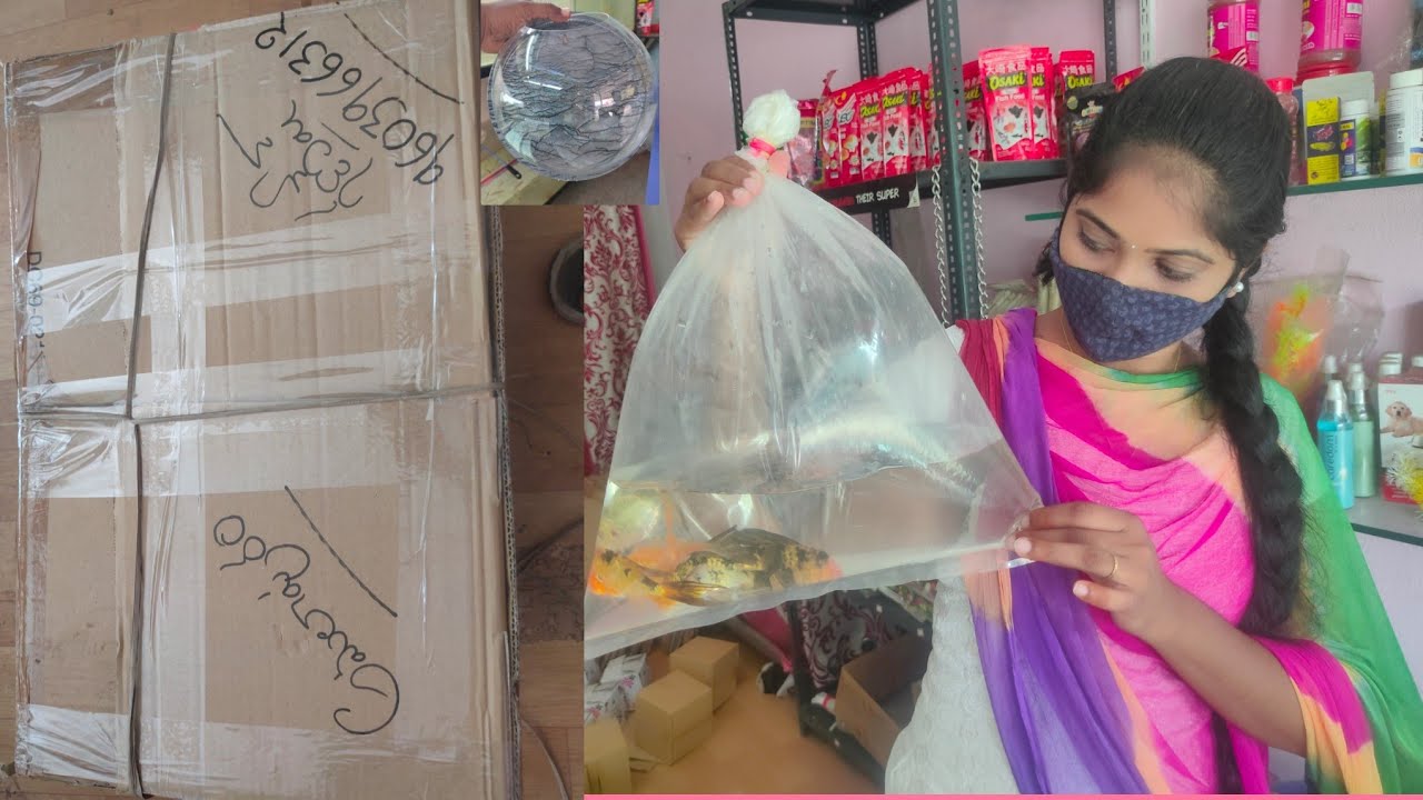 live fish transport your choice aquarium kakinada to amalapuram YouTube