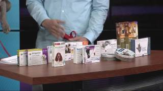 Best flea and tick medications for your dog